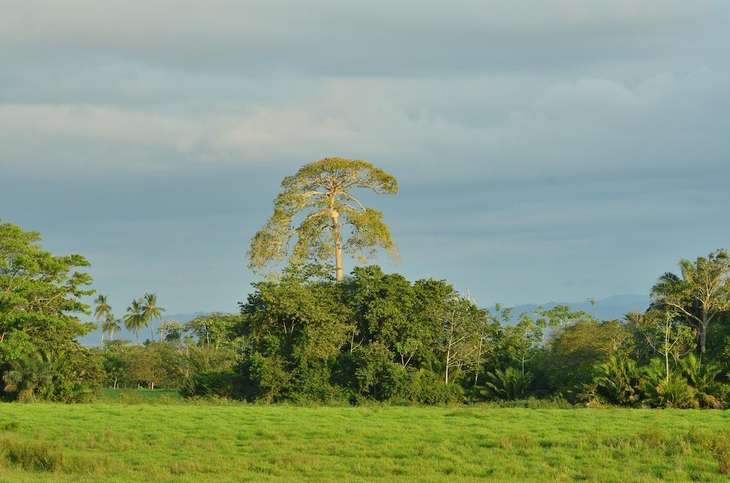 Herrera Puerto Jimenez