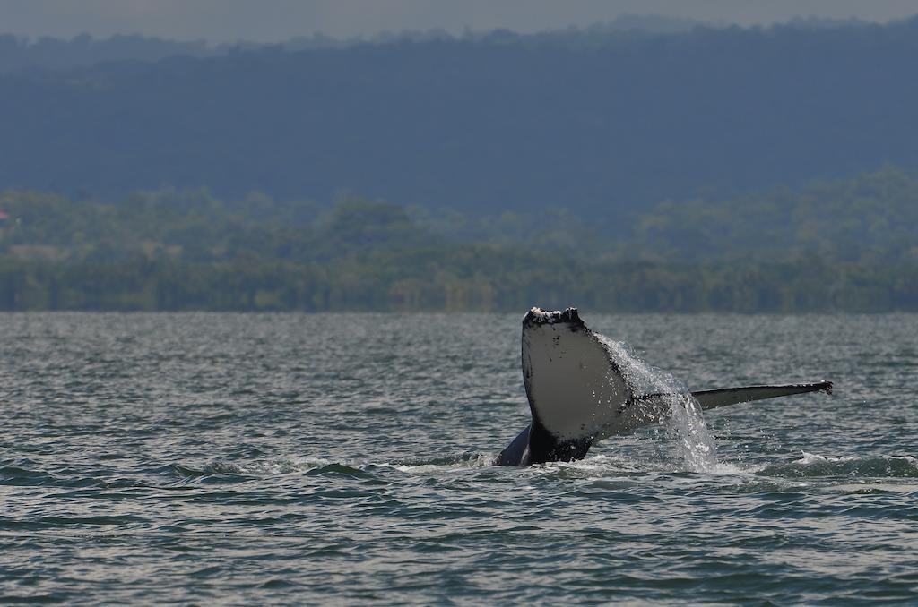 Herrera Puerto Jimenez